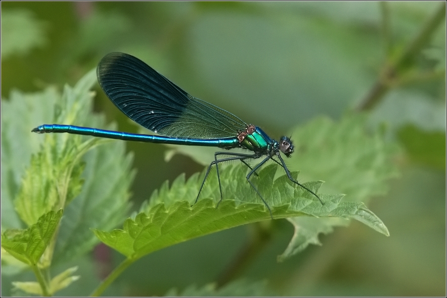 Motýlice lesklá  ( Calopteryx splendens )