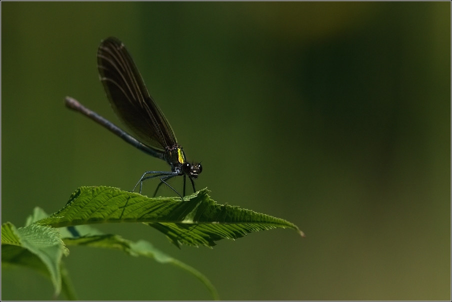 Motýlice obecná  ( Calopteryx virgo )