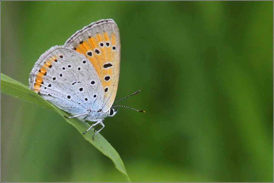 Ohniváček černočárný  (Lycaena dispar )