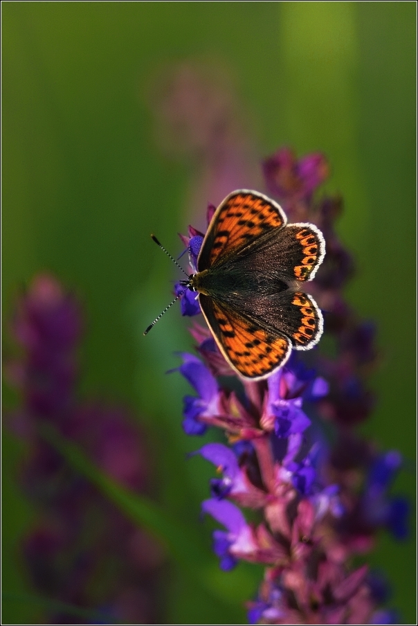 Ohniváček černočárný  (Lycaena dispar )