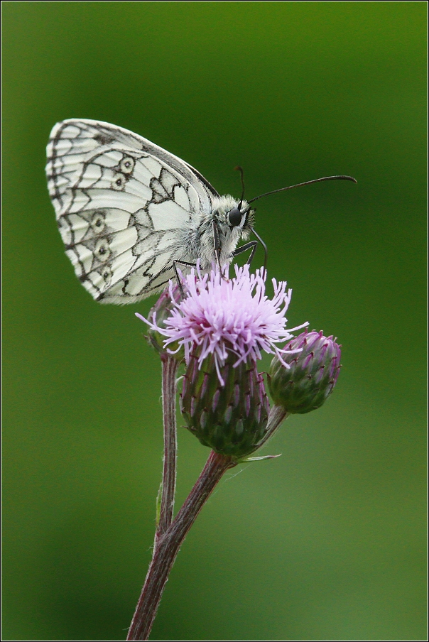 Okáč bojínkový  ( Melanargia galathea )