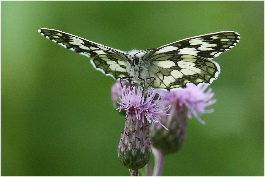 Okáč bojínkový  ( Melanargia galathea )