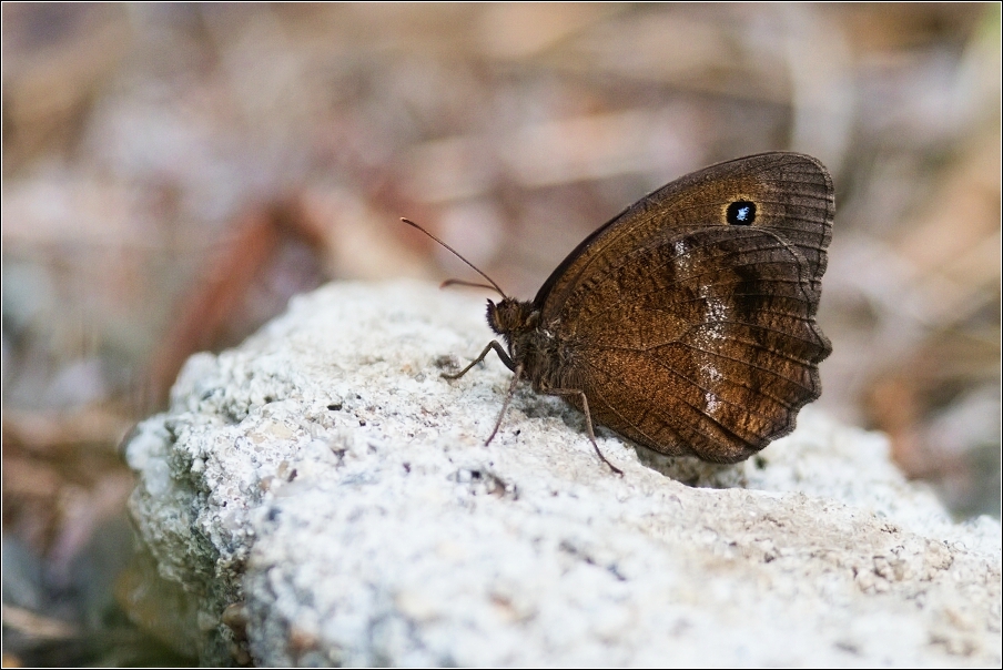 Okáč ovsový ( Minois dryas )