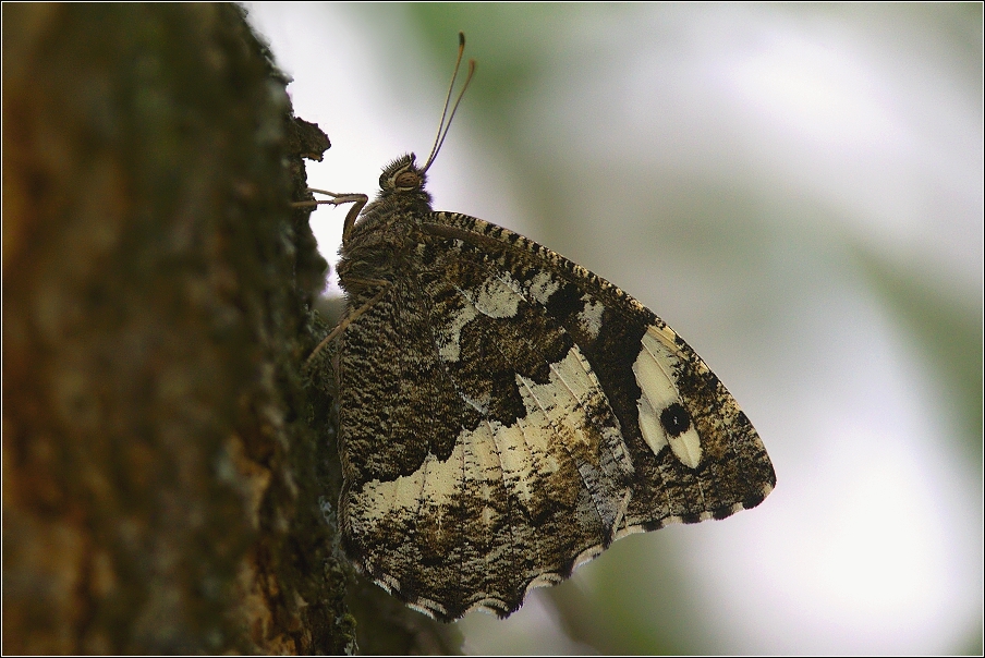 Okáč voňavkový  ( Brintesia circe F. )