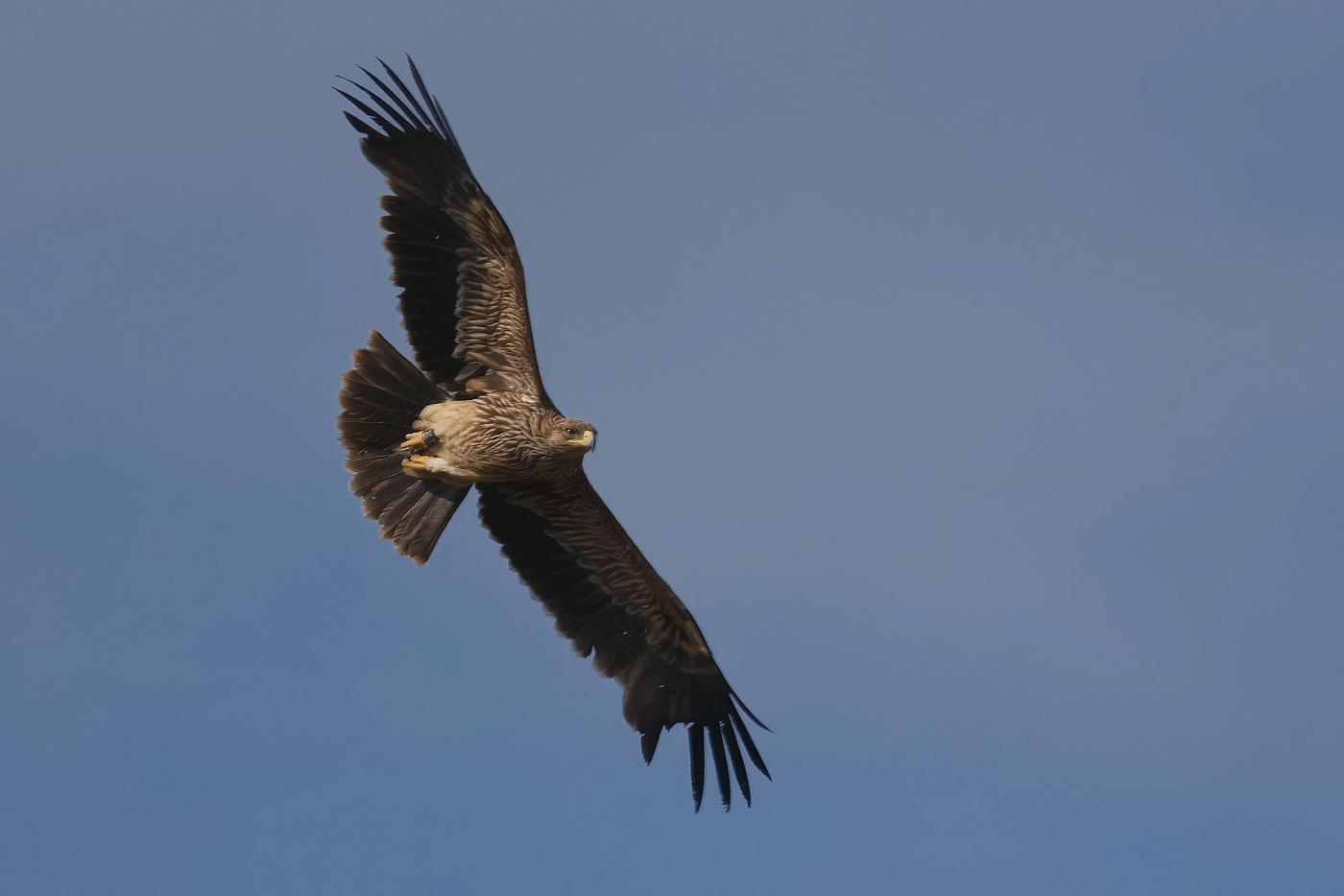 Orel královský  ( Aguila heliaca )