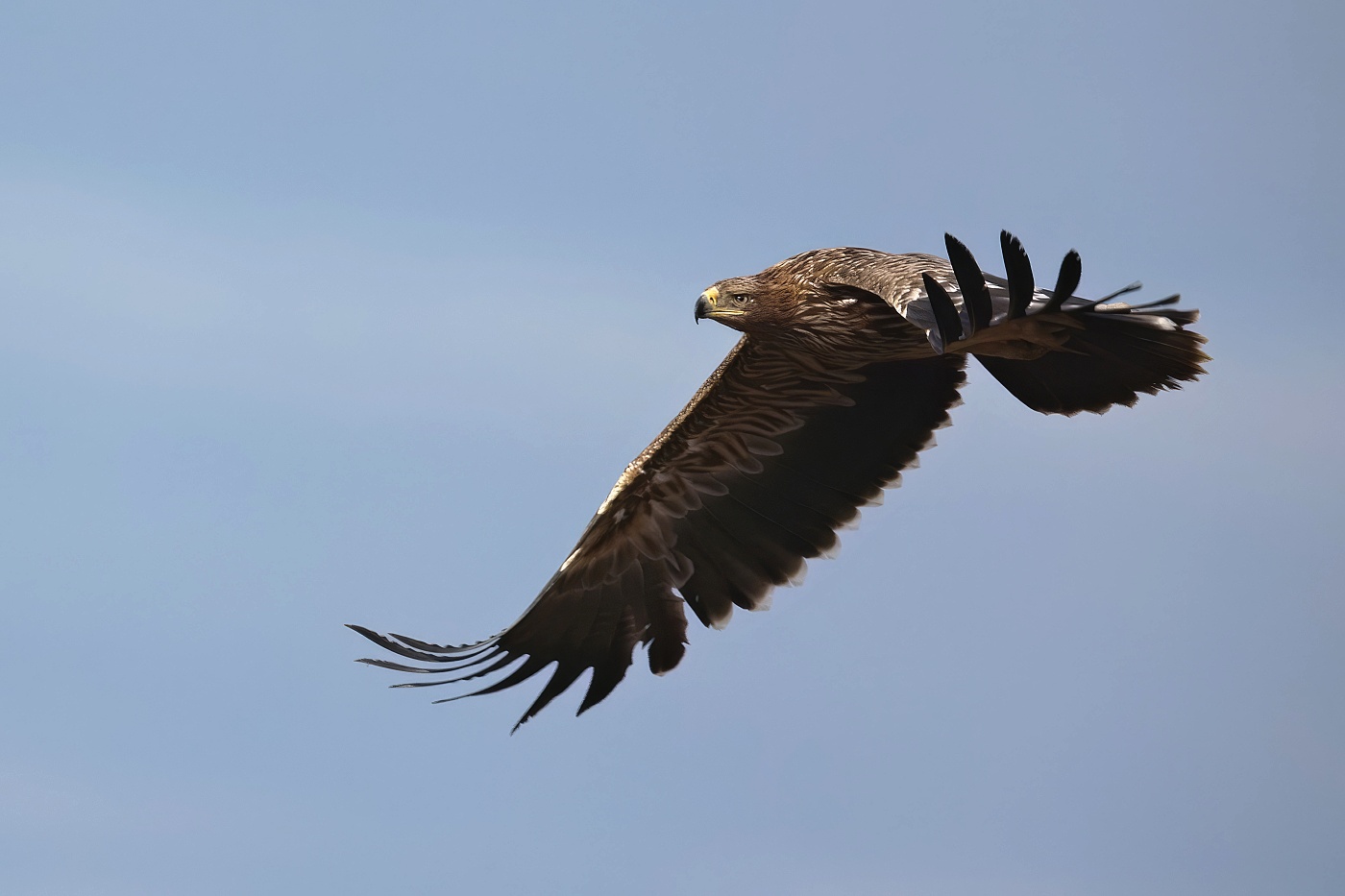 Orel královský  ( Aguila heliaca )