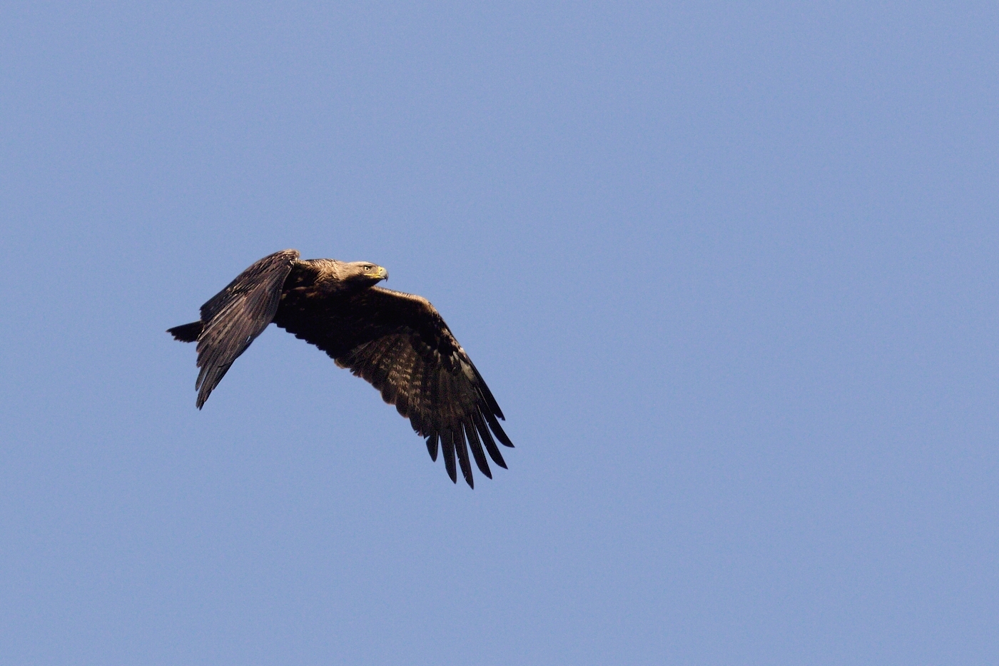 Orel královský  ( Aquila heliaca )