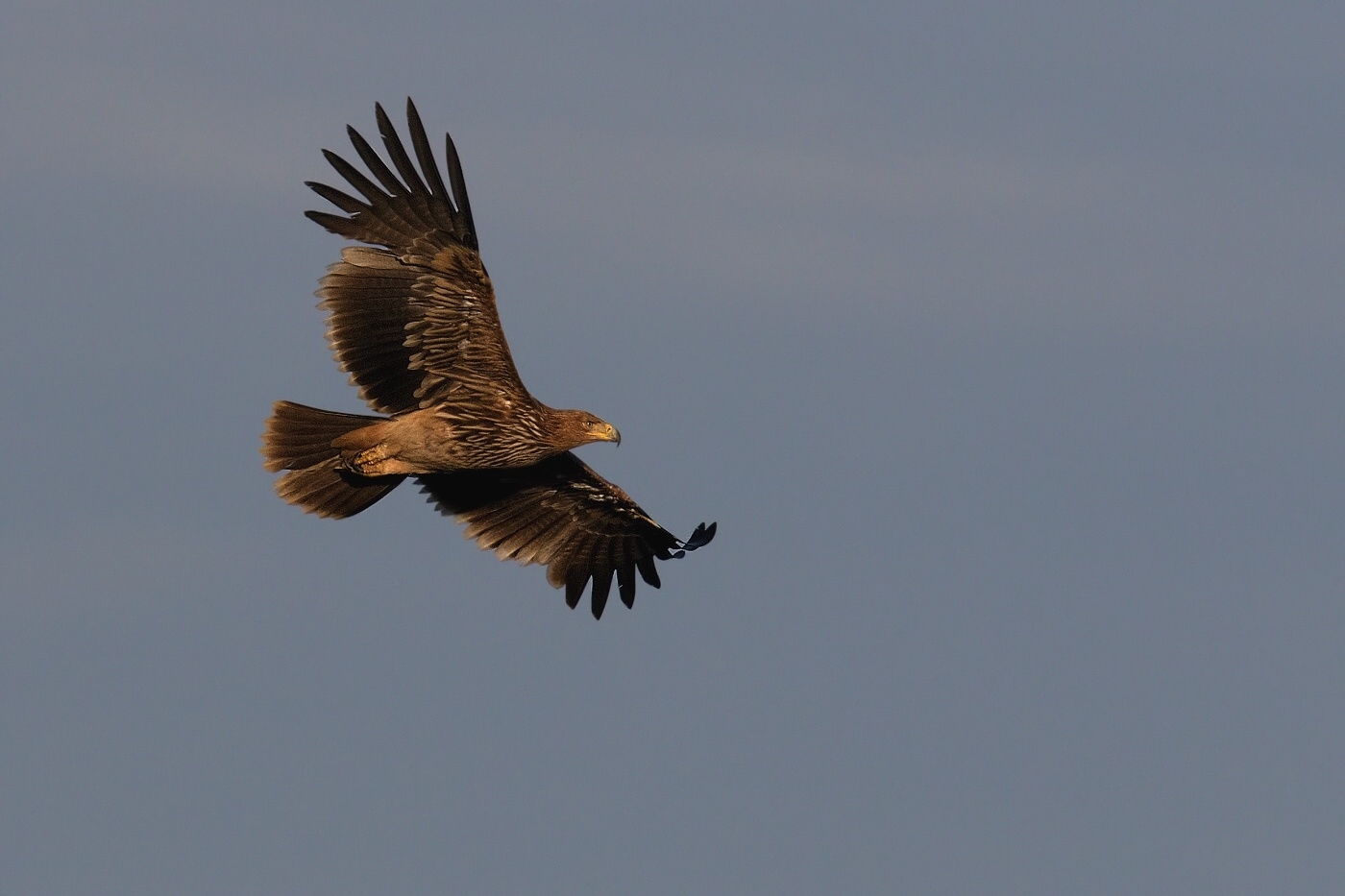 Orel královský  ( Aquila heliaca )