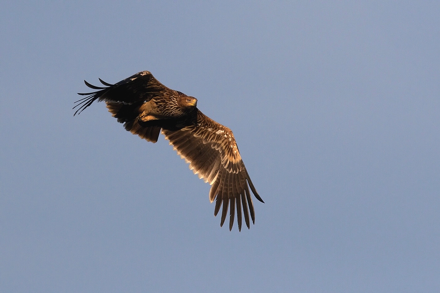 Orel královský  ( Aquila heliaca )