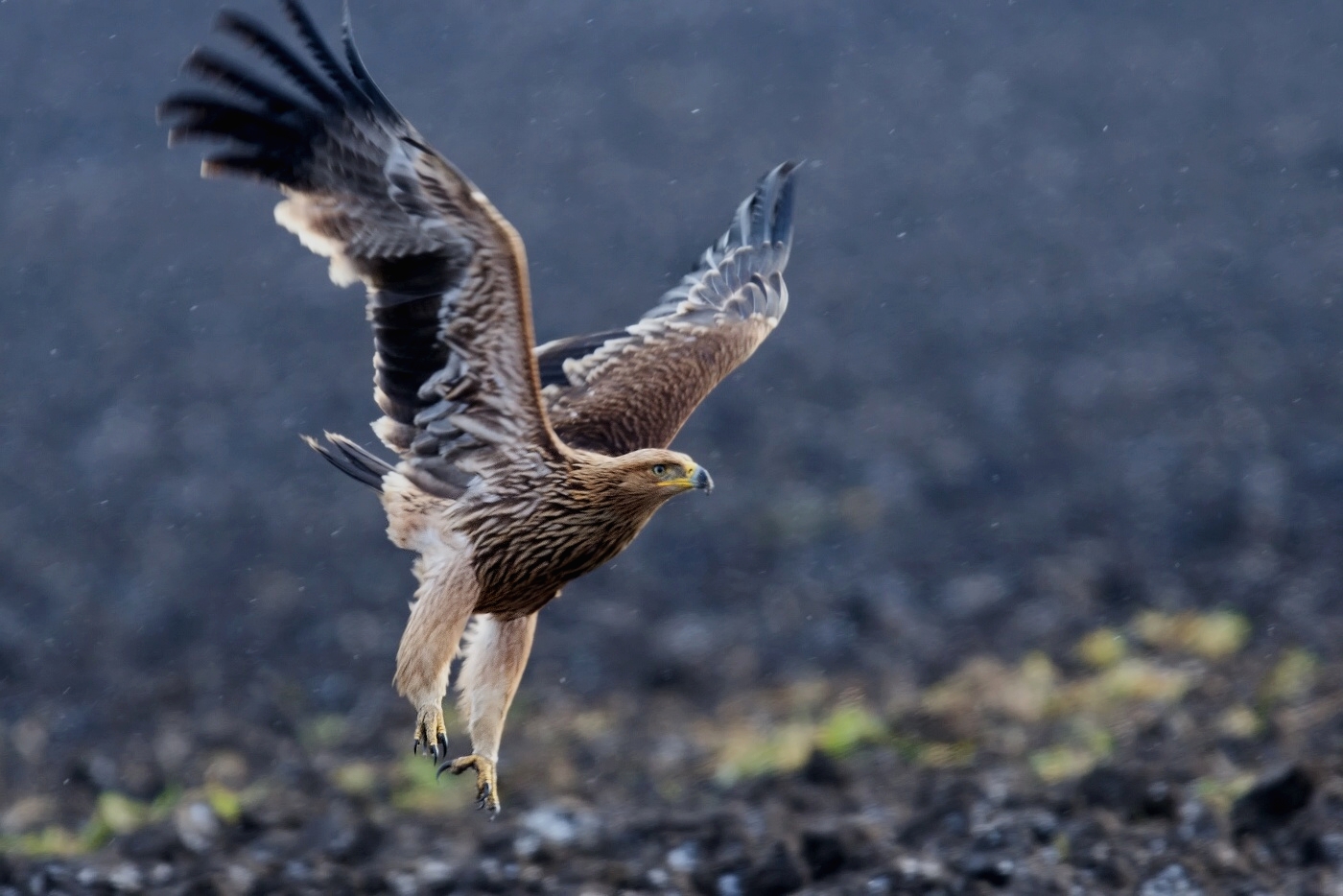 Orel královský  ( Aquila heliaca )