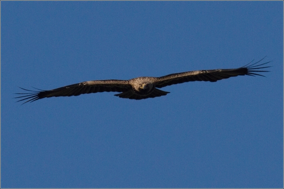 Orel královský  ( Aquila heliaca )