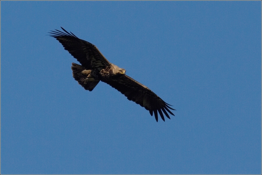 Orel královský  ( Aquila heliaca )