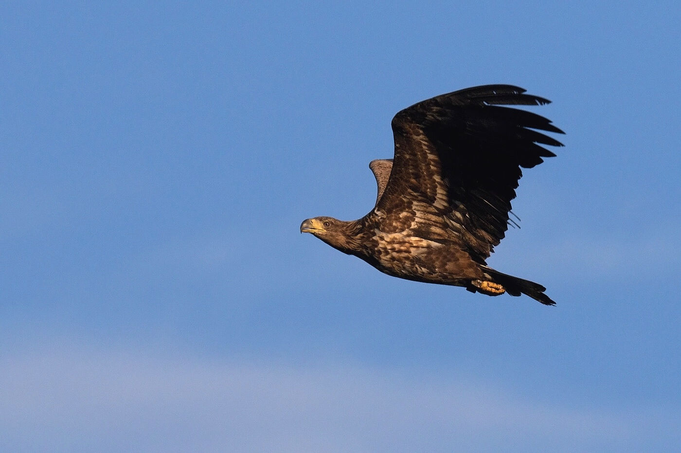 Orel mořský  ( Haliaeetus albicilla )