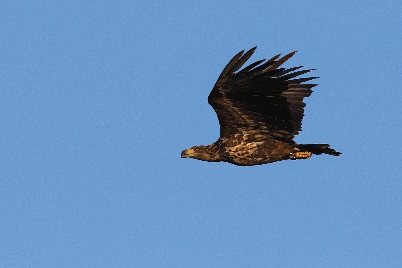 Orel mořský  ( Haliaeetus albicilla )