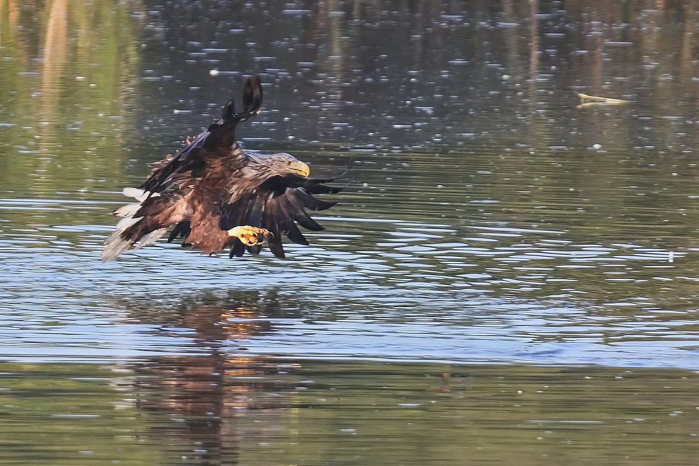 Orel mořský  ( Halliaeetus albicila )