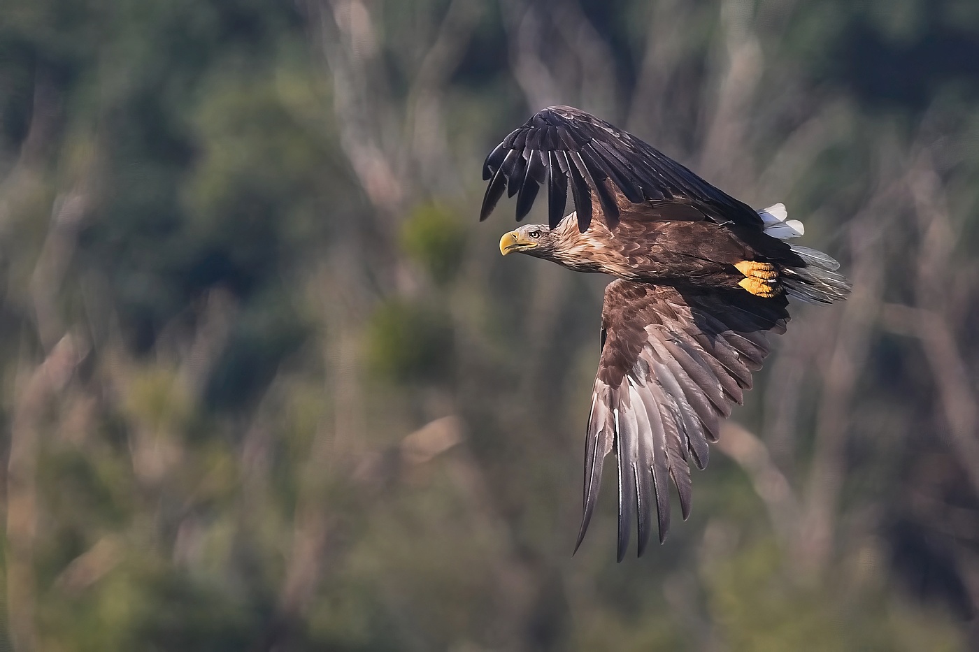 Orel mořský  ( Halliaeetus albicila )