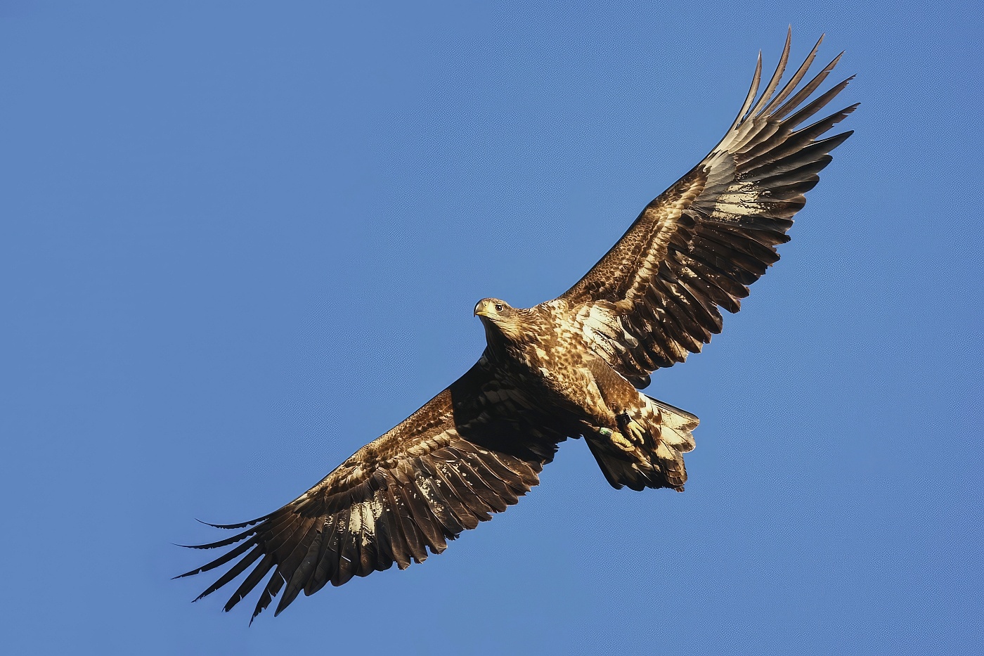 Orel mořský  ( Halliaeetus albicila )