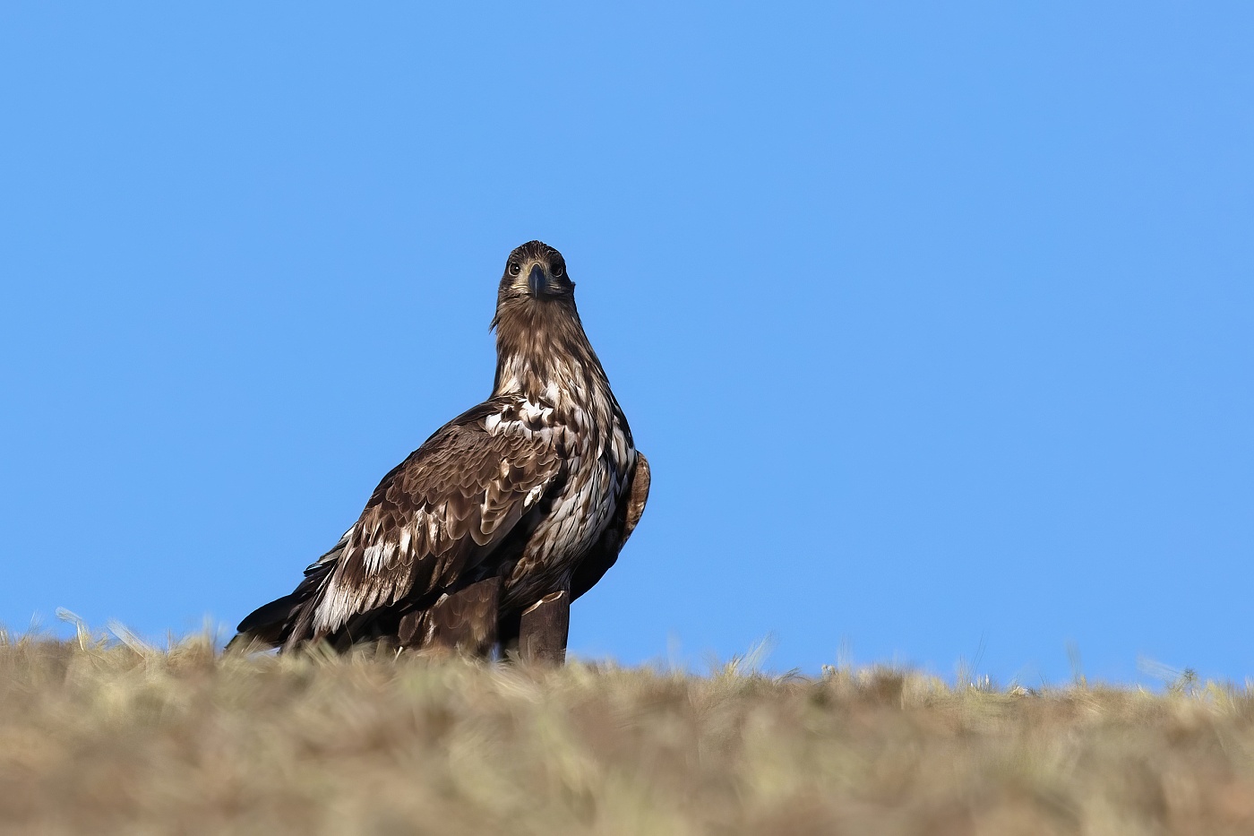 Orel mořský  ( Halliaeetus albicila )