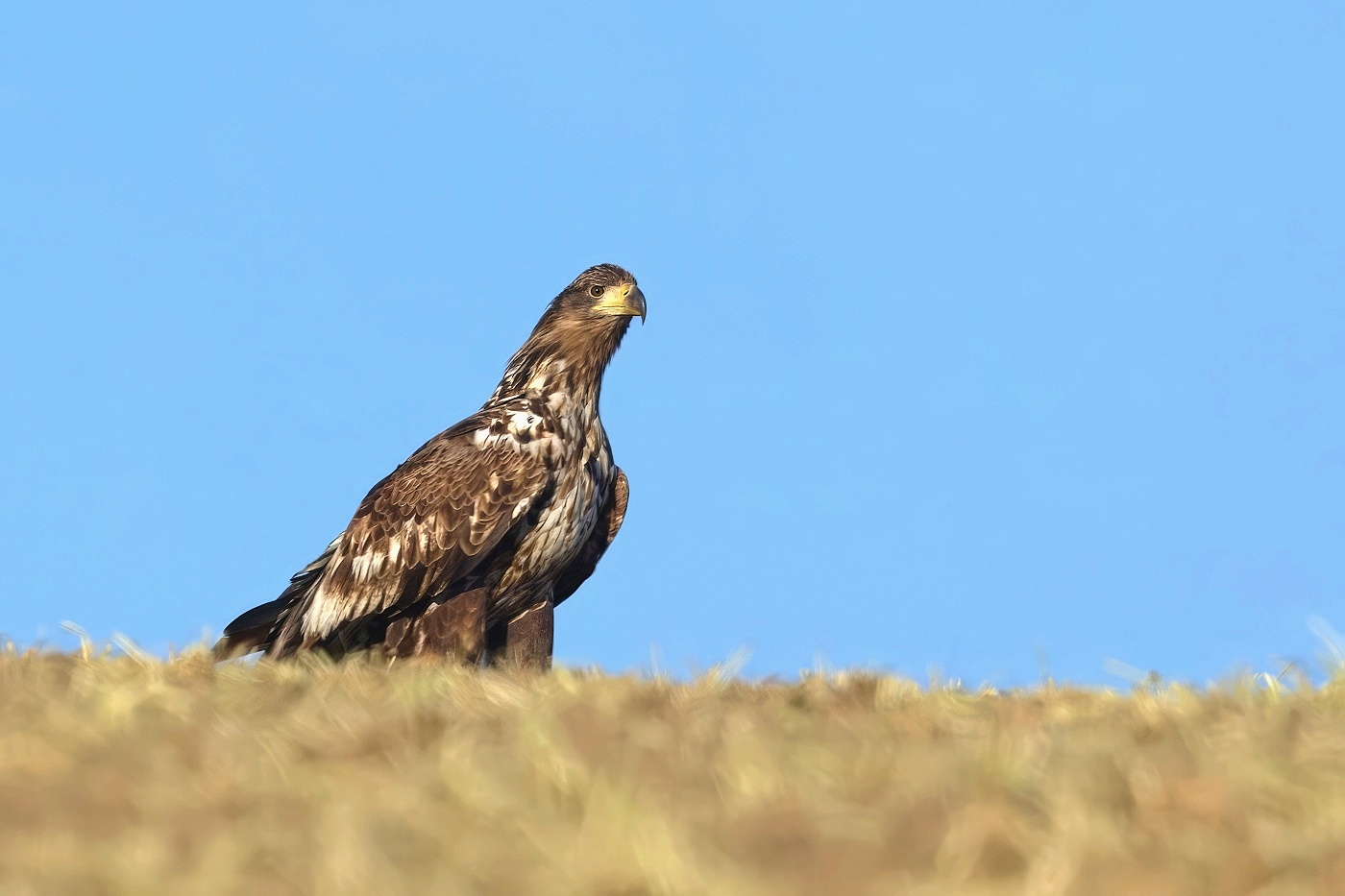 Orel mořský  ( Halliaeetus albicila )