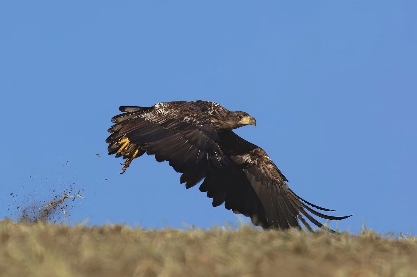 Orel mořský  ( Halliaeetus albicila )