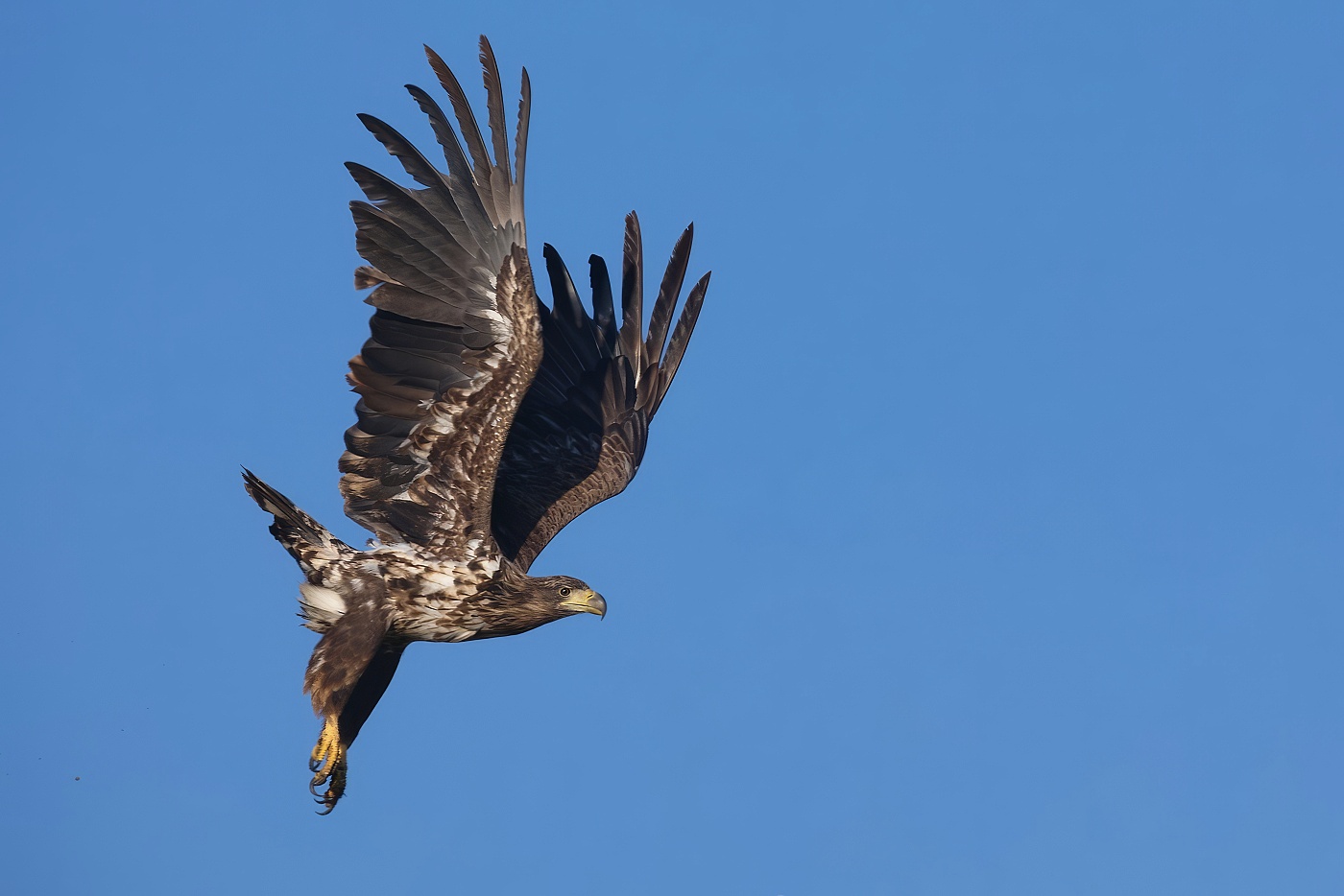 Orel mořský  ( Halliaeetus albicila )