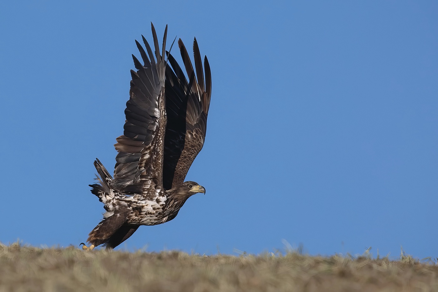 Orel mořský  ( Halliaeetus albicila )