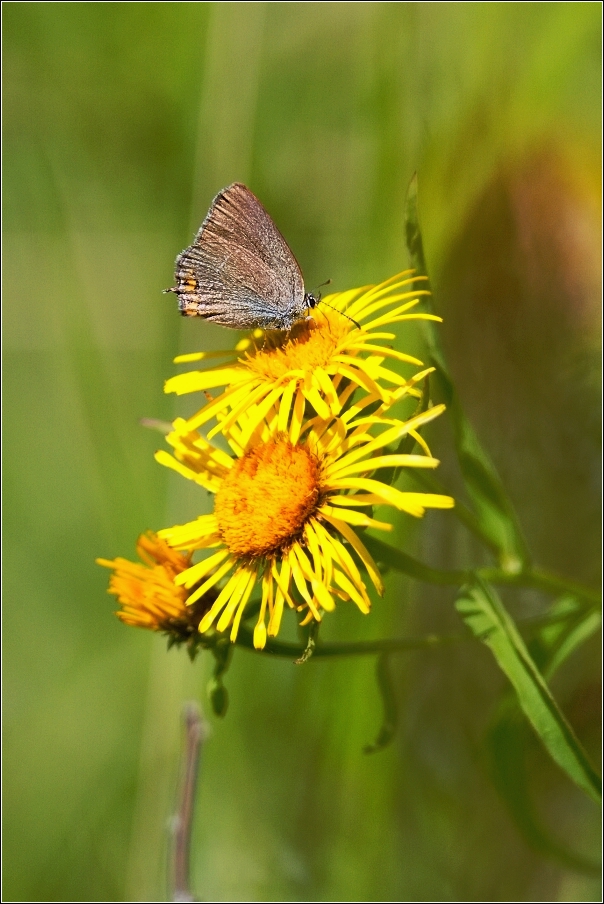 Ostruháček kapinicový  ( Satyrium acaciae )