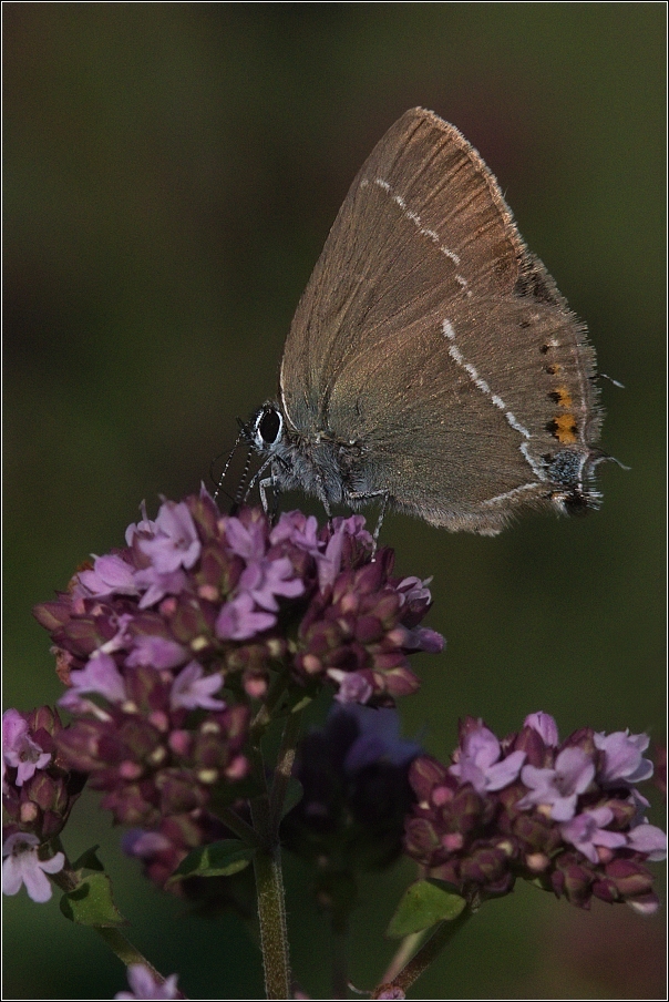 Ostruháček trnkový  ( Satyrium spini )