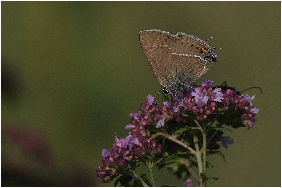 Ostruháček trnkový  ( Satyrium spini )