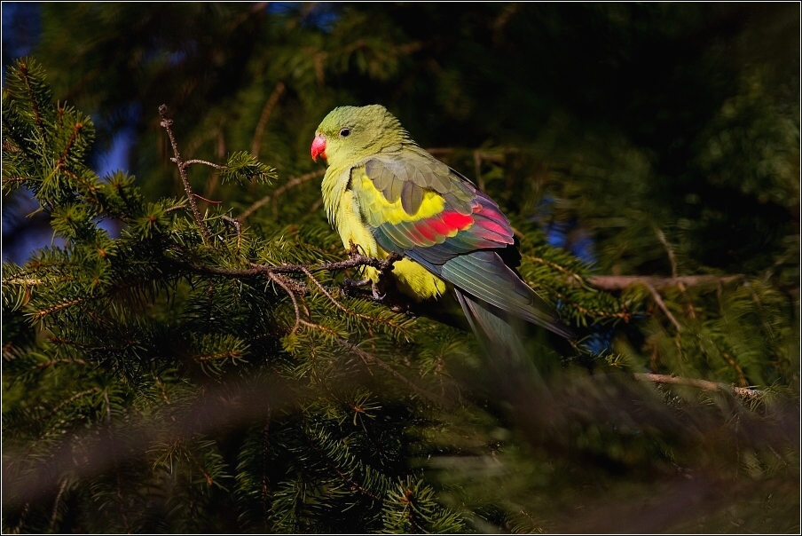 Papoušek horský  ( Polytelis anthopeplus )