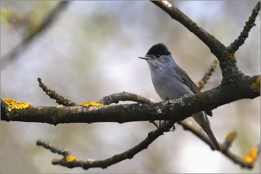 Pěnice černohlavá  ( Sylvia atricapilla )