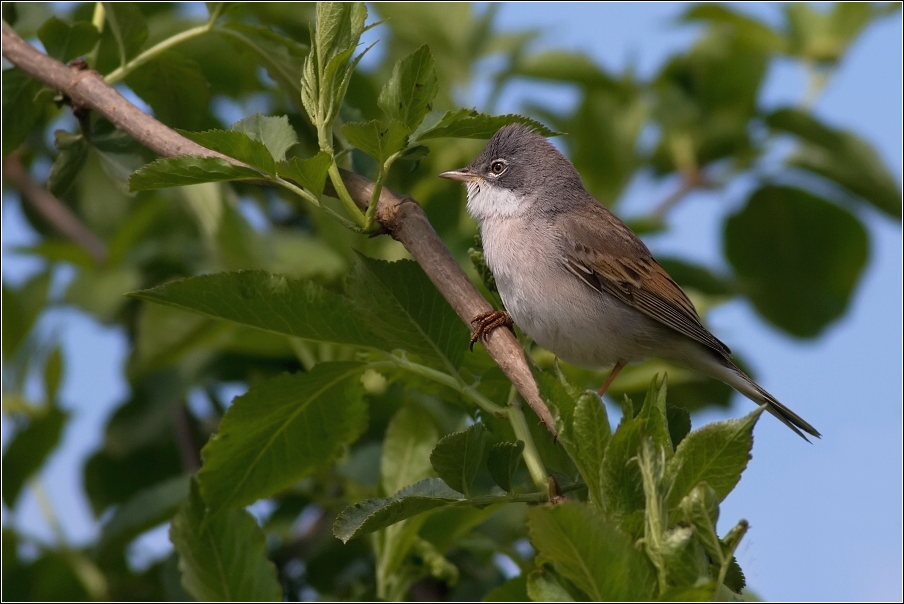 Pěnice hnědokřídlá  ( Sylvia communis )