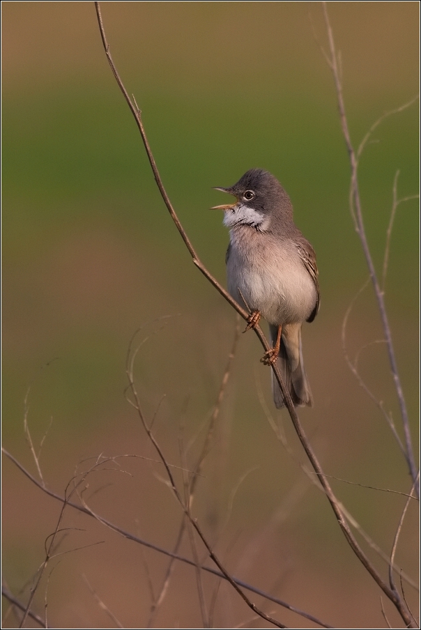 Pěnice hnědokřídlá  ( Sylvia communis )