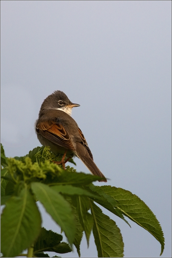 Pěnice hnědokřídlá  ( Sylvia communis )