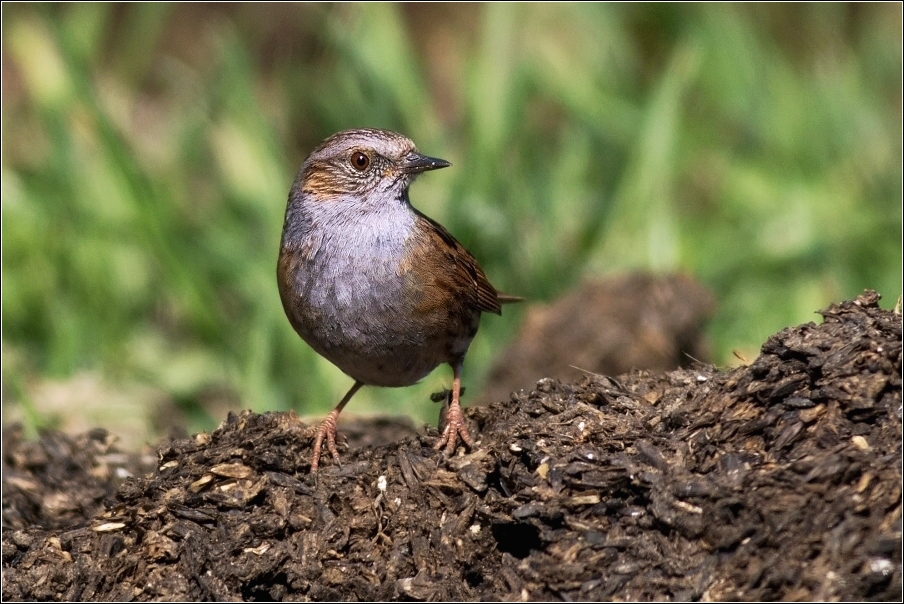 Pěvuška modrá  ( Prunella modularis )