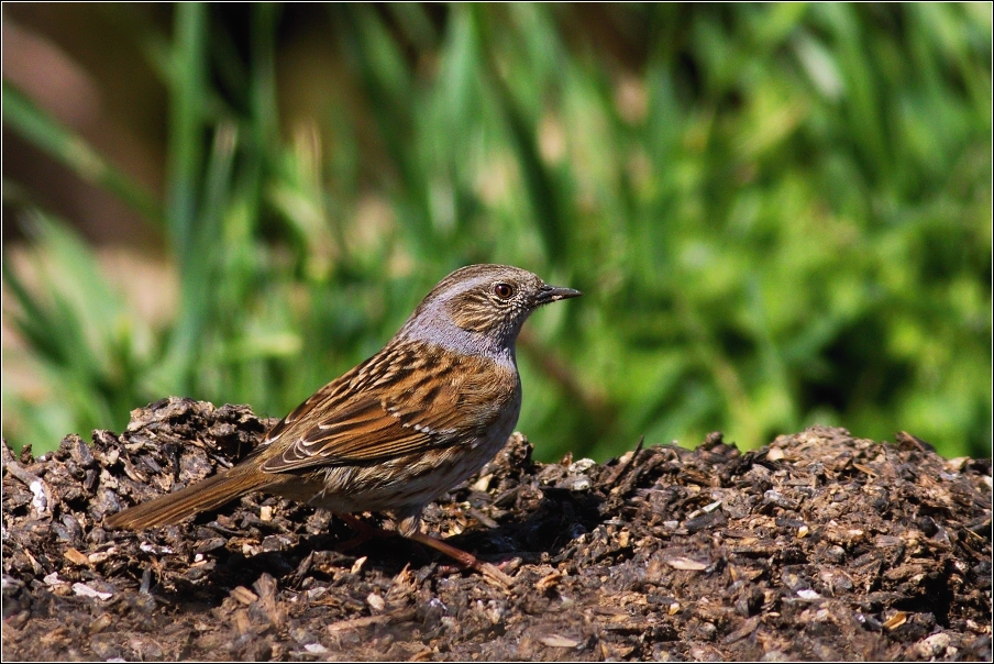 Pěvuška modrá  ( Prunella modularis )