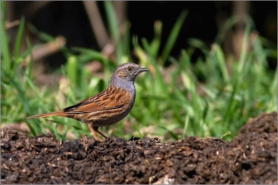 Pěvuška modrá  ( Prunella modularis )