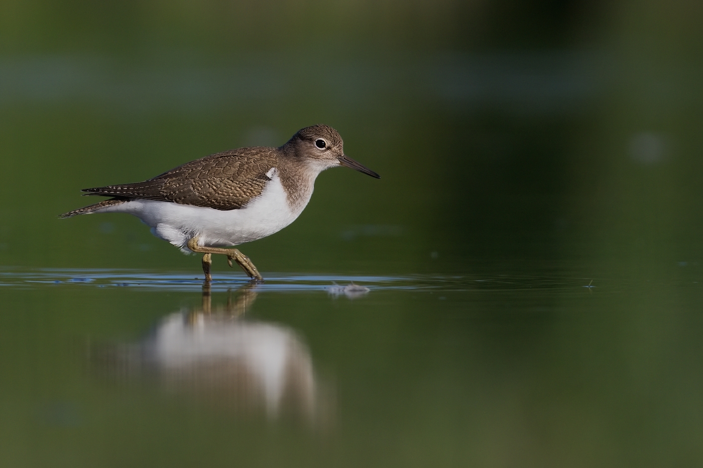 Pisík obecný  ( Actitis hypoleucos )