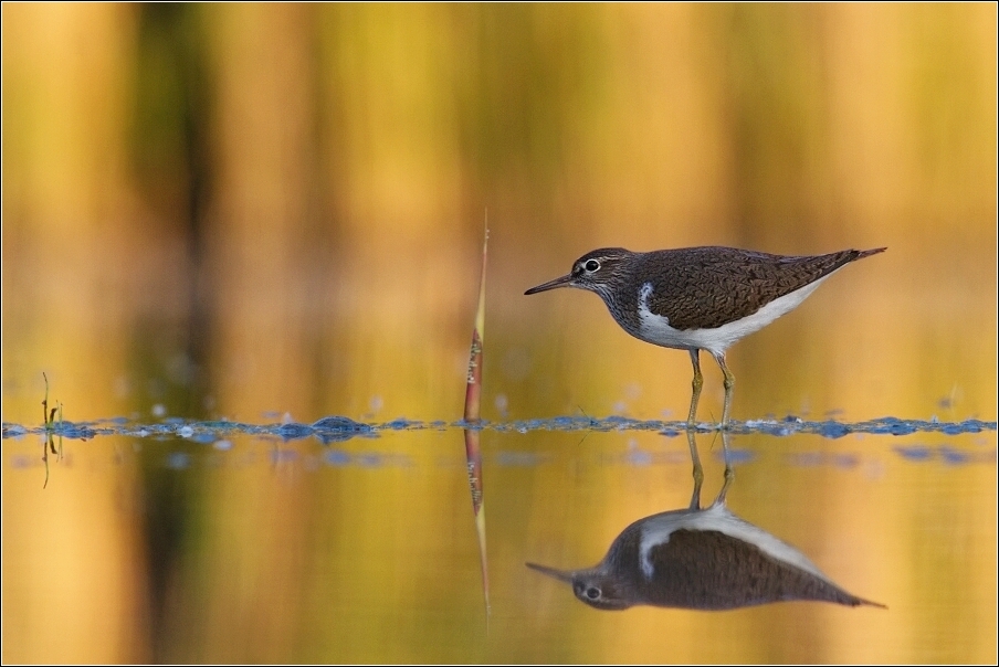 Pisík obecný  ( Actitis hypoleucos )