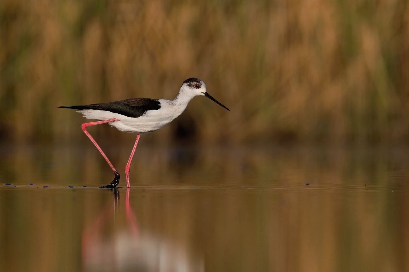 Pisila čáponohá  ( Himantopus himantopis )