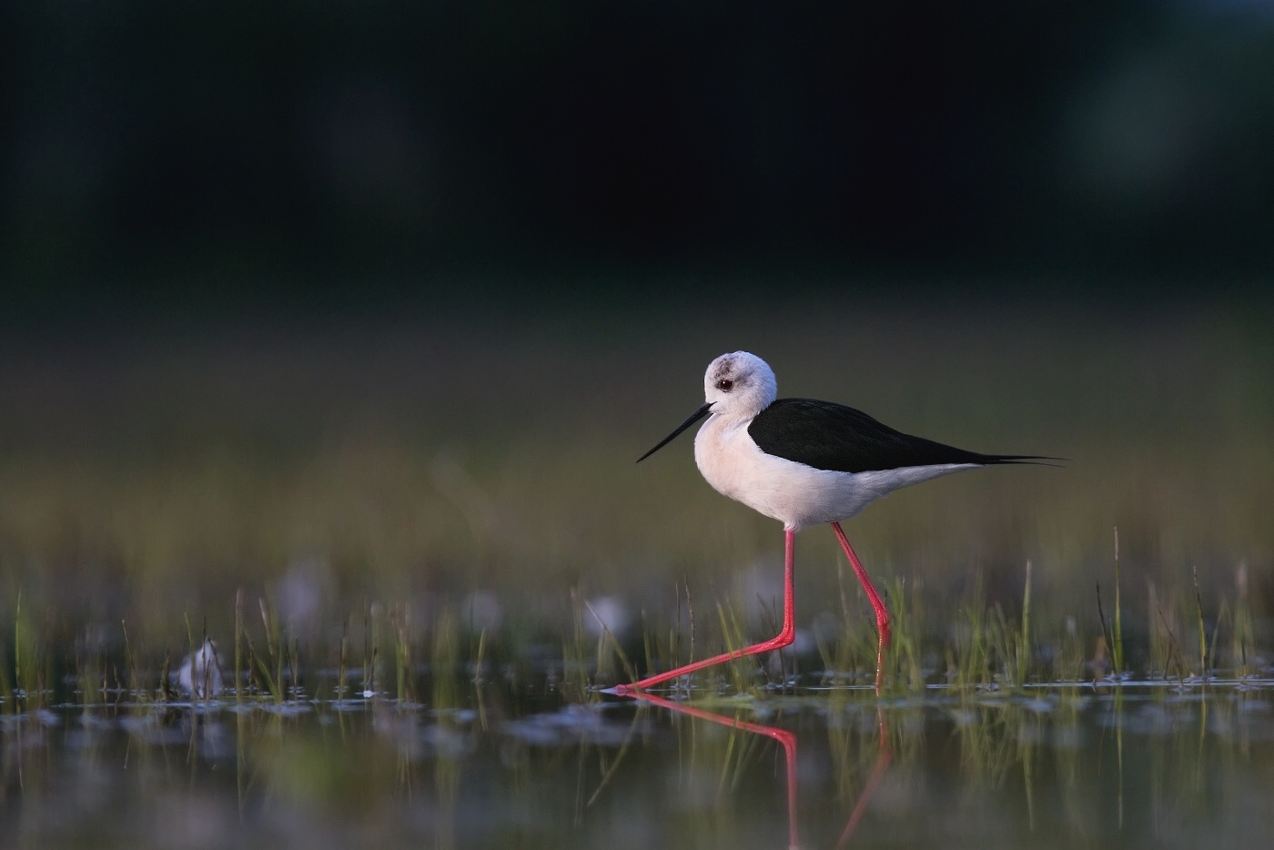 Pisila čáponohá  ( Himantopus himantopis )