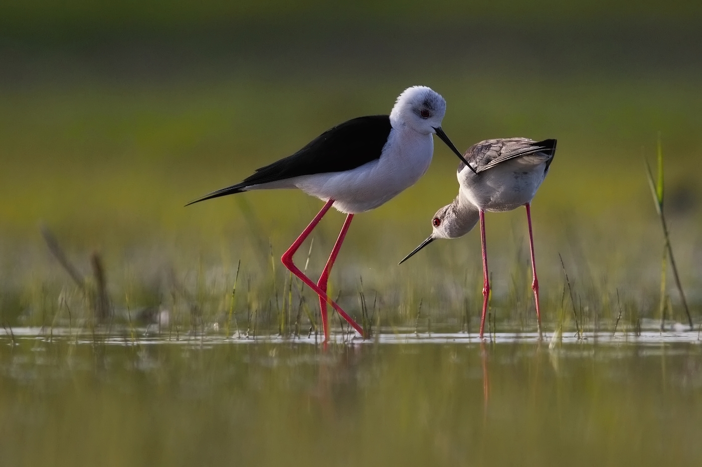 Pisila čáponohá  ( Himantopus himantopis )