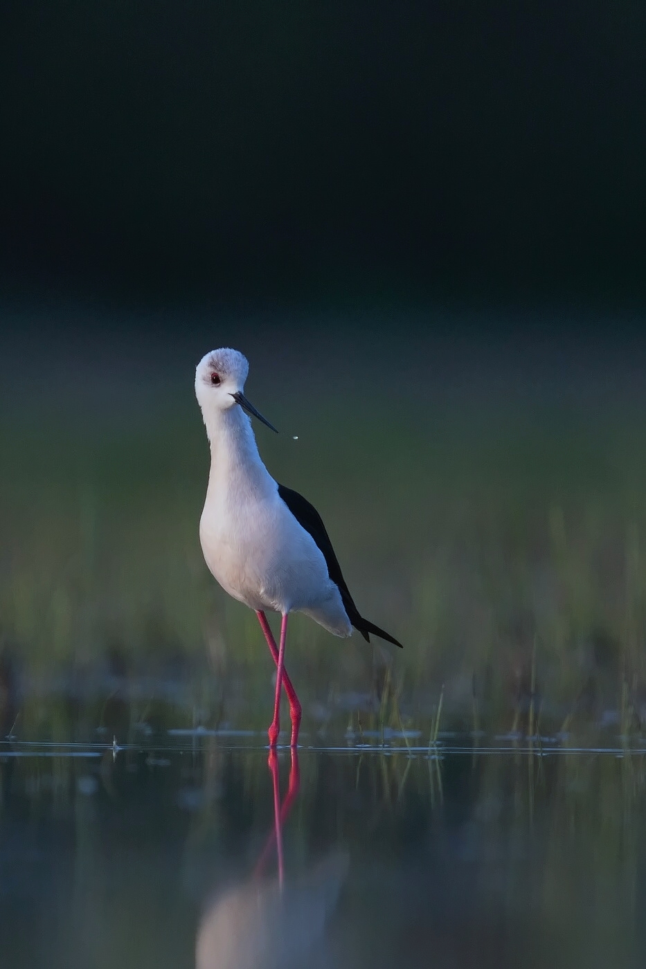Pisila čáponohá  ( Himantopus himantopis )