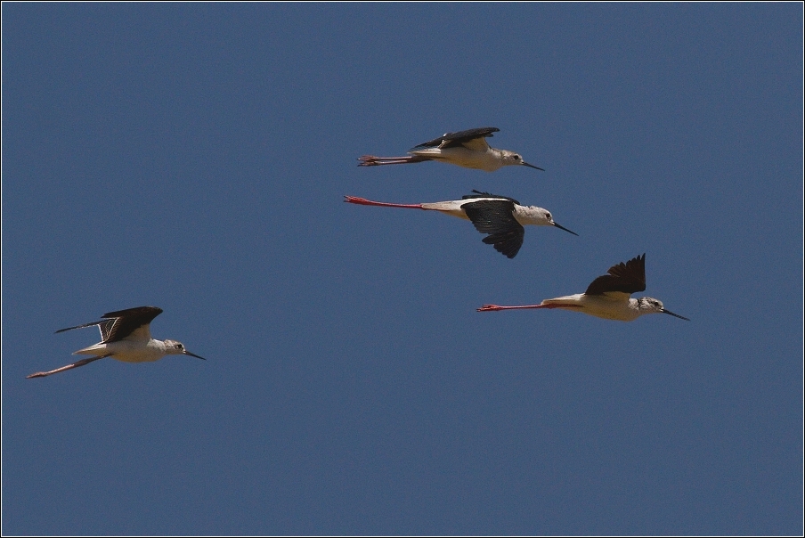 Pisila čáponohá  ( Himantopus himantopus )