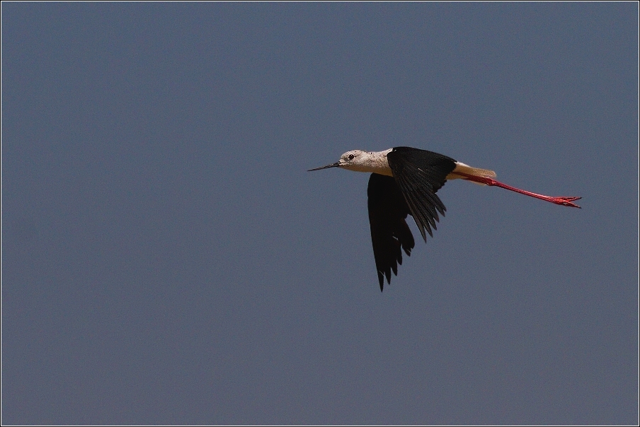 Pisila čáponohá  ( Himantopus himantopus )