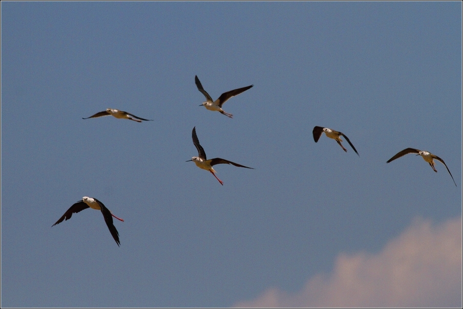 Pisila čáponohá  ( Himantopus himantopus )