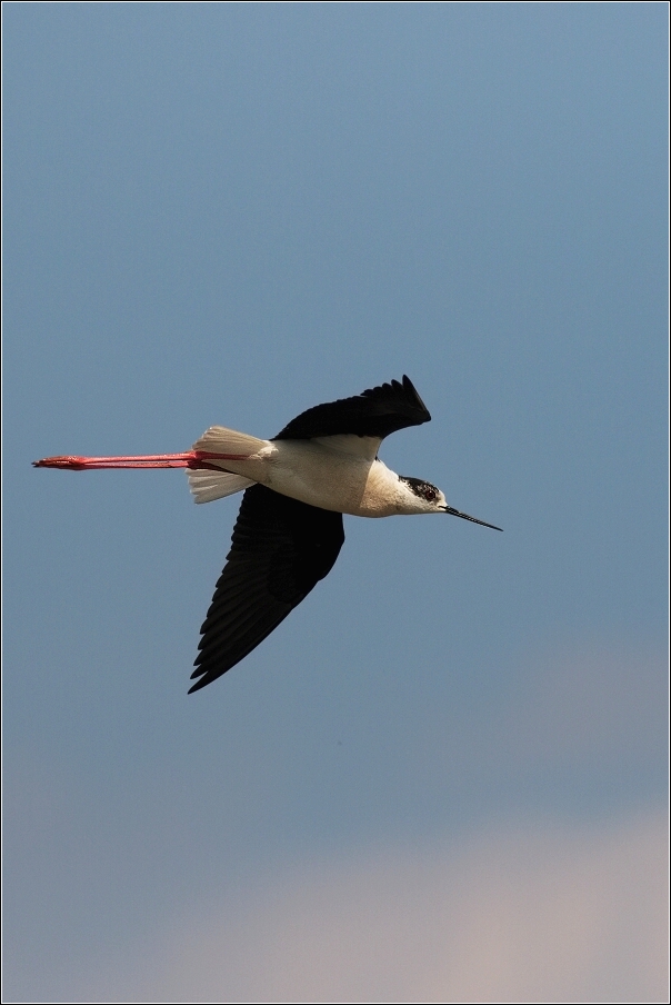 Pisila čáponohá ( Himantopus himantopus )