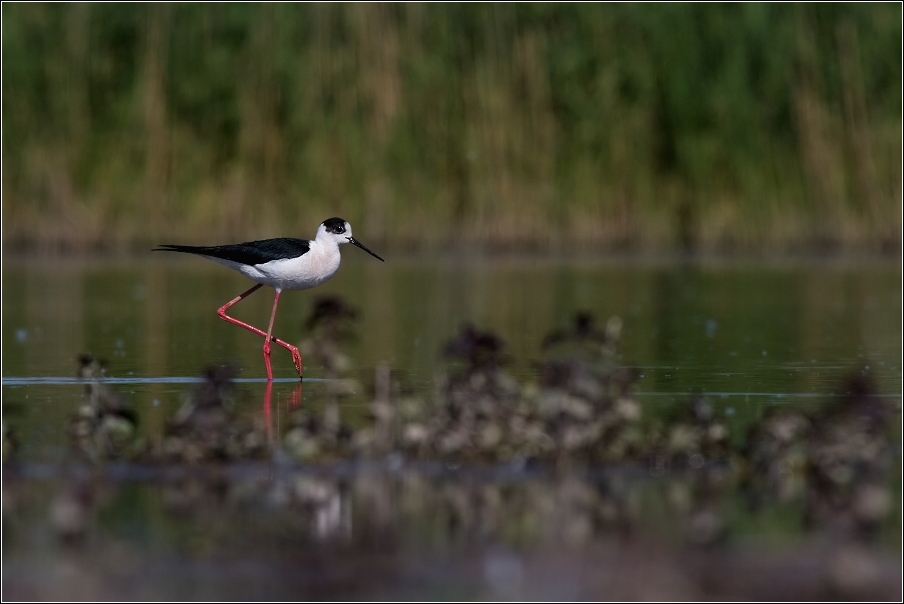 Pisila čáponohá ( Himantopus himantopus )