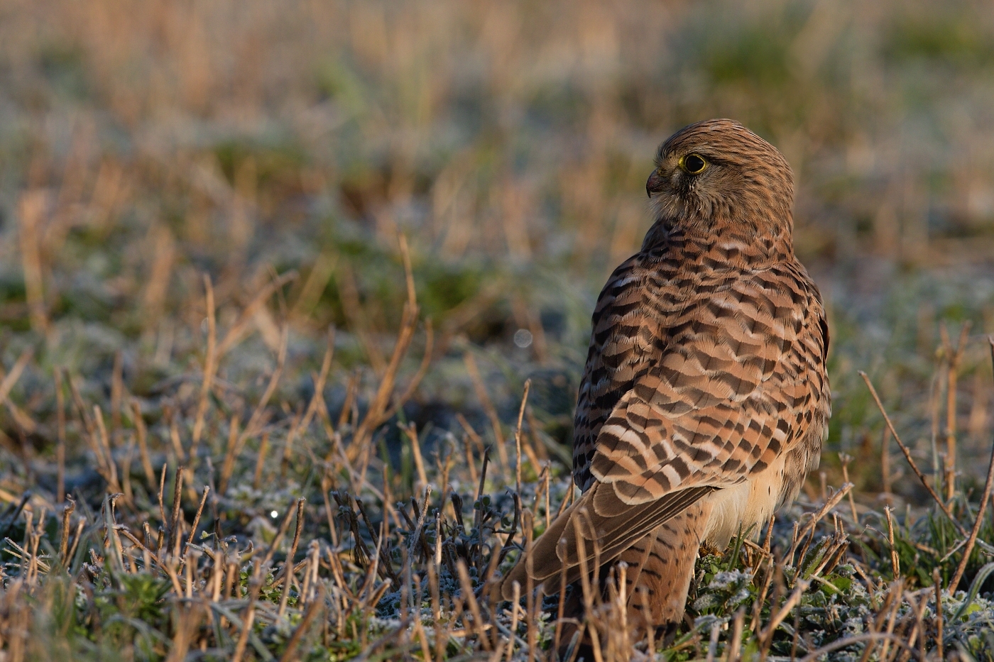 Poštolka obecná  ( Falco tinnunculus )