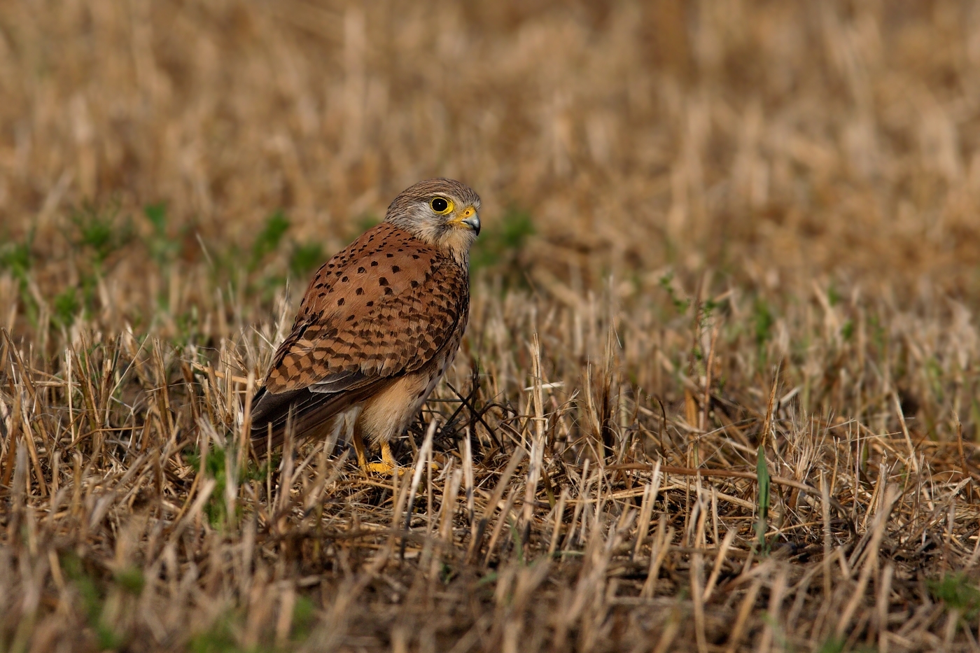 Poštolka obecná  ( Falco tinnunculus )